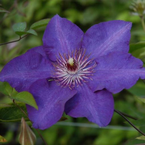 Clematis 'The President' (velkokvětý) 2L kontejner