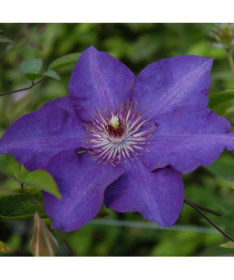 Clematis 'The President' (velkokvětý) 2L kontejner