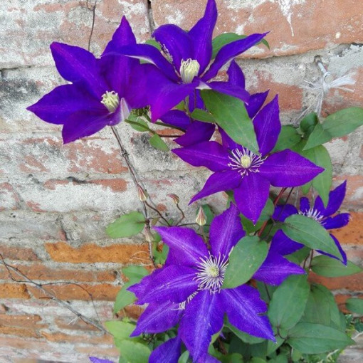 Clematis 'The President' (velkokvětý) 2L kontejner