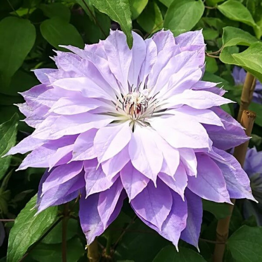 Clematis 'Teshio' (velkokvětý, plnokvětý) 4L kontejner