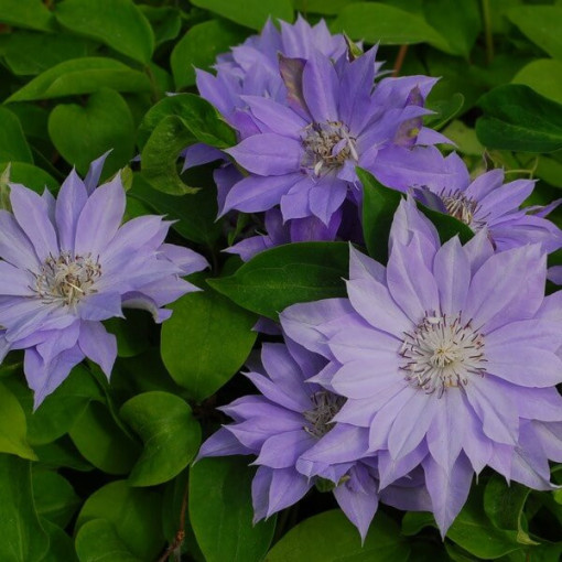 Clematis 'Teshio' (velkokvětý, plnokvětý) 4L kontejner