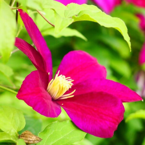 Clematis Sunset (velkokvětý) 2l