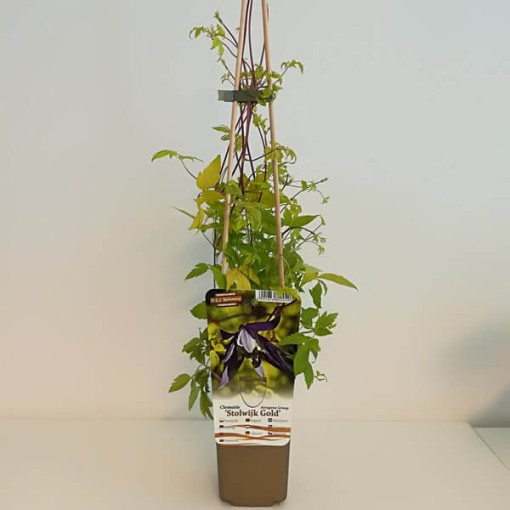 Clematis Stolwijk Gold 2 l