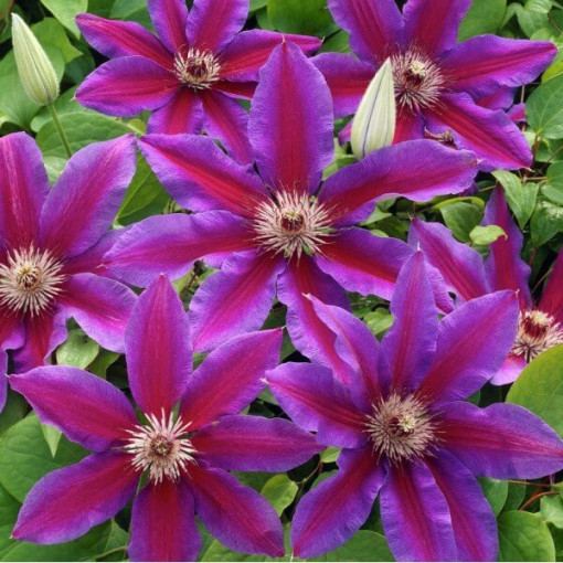 Clematis Star of India 2l
