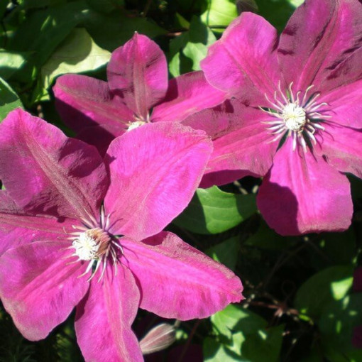 Clematis Rouge Cardinal  2L