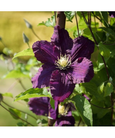 Clematis Romantica v nádobě 4 l