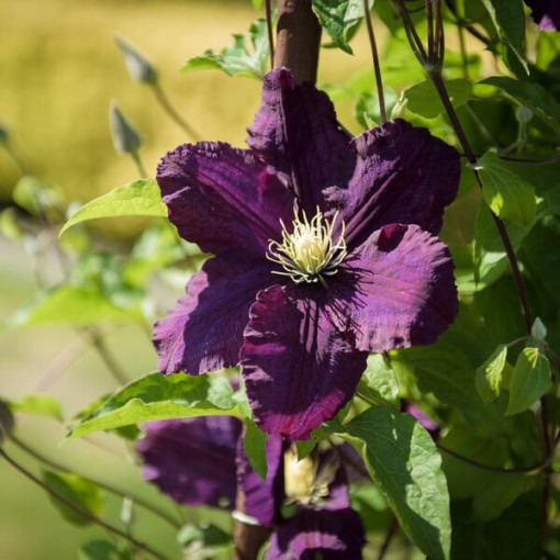 Clematis Romantica v nádobě 4 l