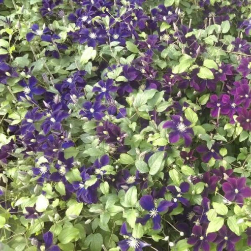 Clematis Romantica v nádobě 4 l