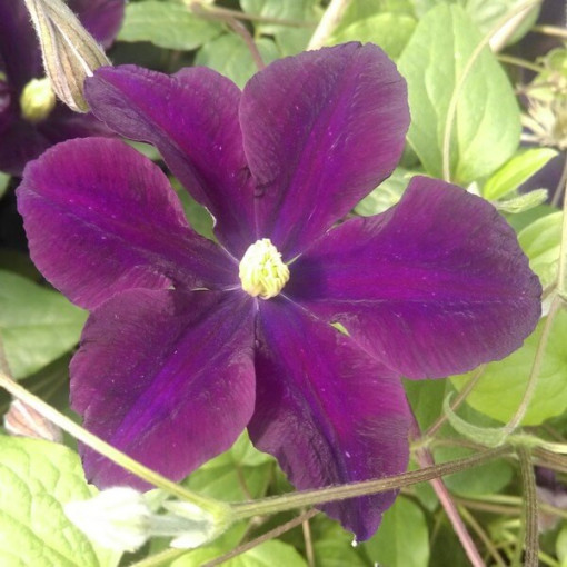 Clematis Romantica v nádobě 4 l