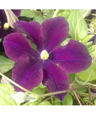 Clematis Romantica v nádobě 2l