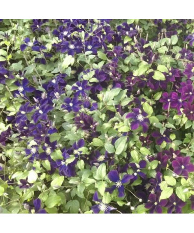 Clematis Romantica v nádobě 2l