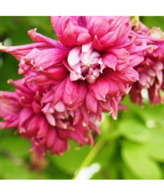 Clematis Purpurea Plena Elegans (viticella) 2 l