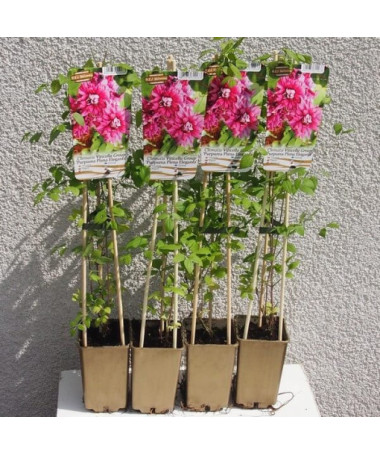 Clematis Purpurea Plena Elegans (viticella) 2 l