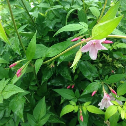 Stephanův jasmín, nádoba 4L