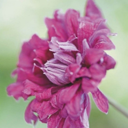 Clematis Purpurea Plena Elegans (viticella) 4l