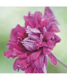 Clematis Purpurea Plena Elegans (viticella) 4l
