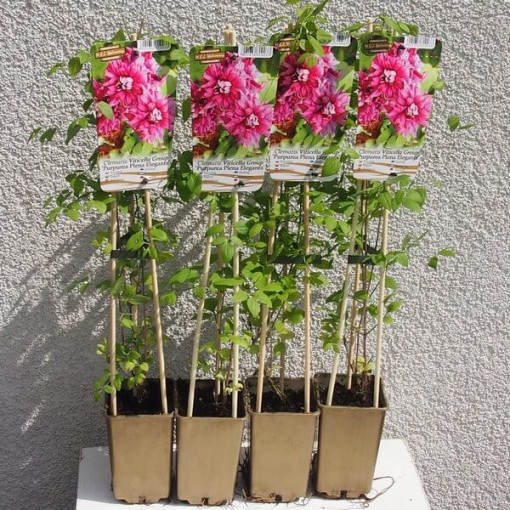 Clematis Purpurea Plena Elegans (viticella) 4l