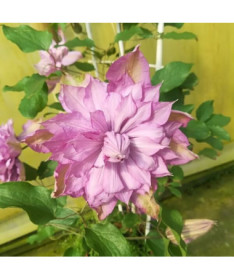 Clematis Proteus (velkokvětý) PLNÝ, 4 l