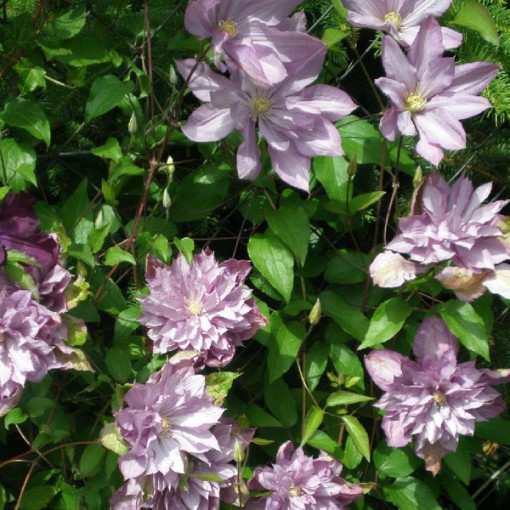 Clematis Proteus (velkokvětý) PLNÝ, 4 l