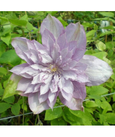 Clematis Proteus (velkokvětý) PLNÝ, 2L