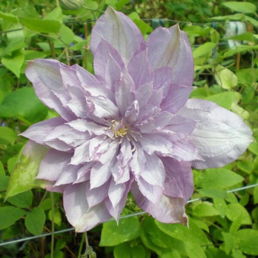 Clematis Proteus (velkokvětý) PLNÝ, 2L