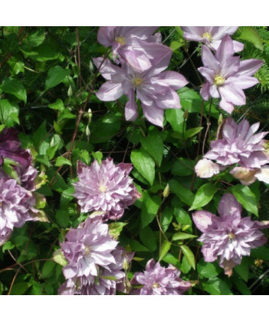 Clematis Proteus (velkokvětý) PLNÝ, 2L