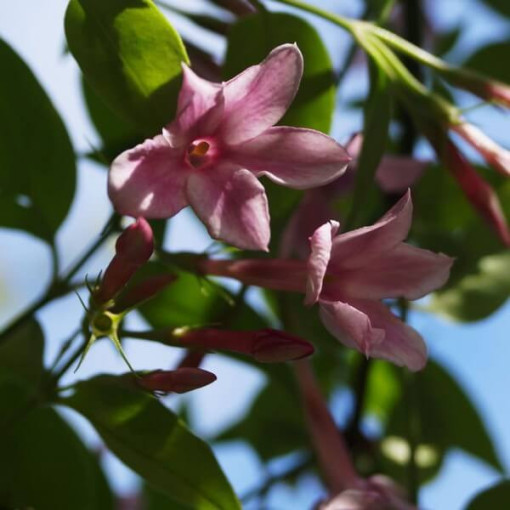 Stephanův jasmín, nádoba 4L