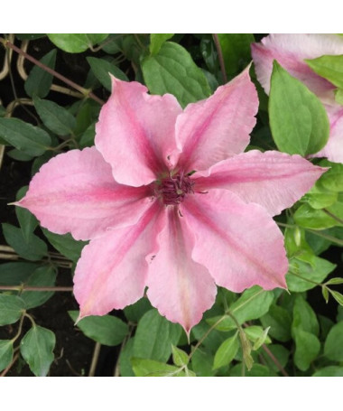 Clematis Pink Fantasy v nádobě 4 l