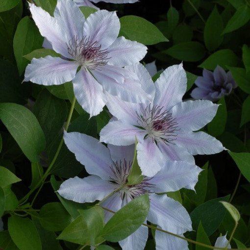 Clematis Pink Fantasy v nádobě 4 l