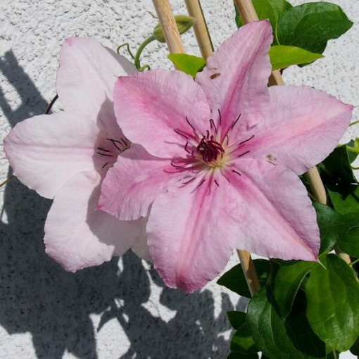 Clematis Pink Fantasy v nádobě 4 l