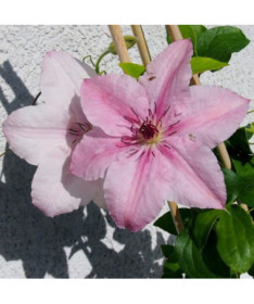Clematis Pink Fantasy v nádobě 2L