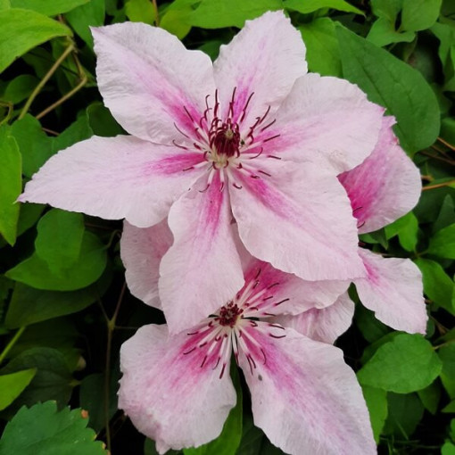 Clematis Pink Fantasy v nádobě 2L