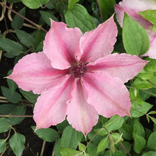 Clematis Pink Fantasy v nádobě 2L