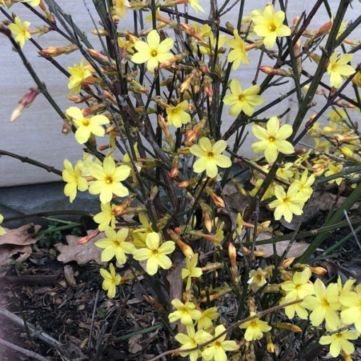 Zimní jasmín, nádoba 4L