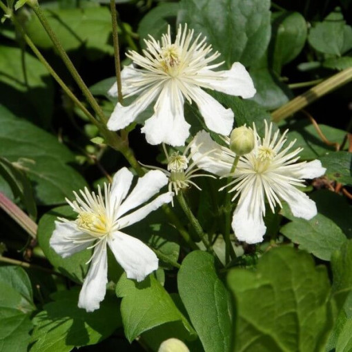 Clematis Paul Farges (botanický) VONNÝ, 2 l