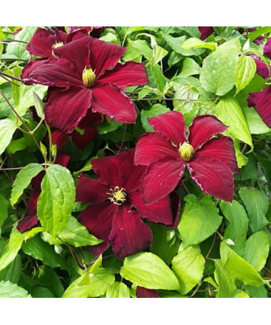 Clematis Niobe (velkokvětý) 2 l