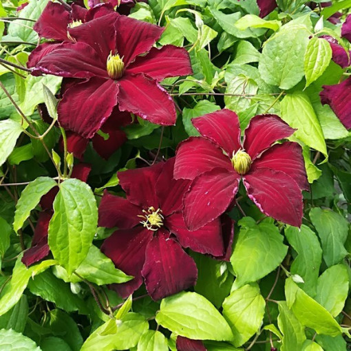 Clematis Niobe (velkokvětý) 2 l