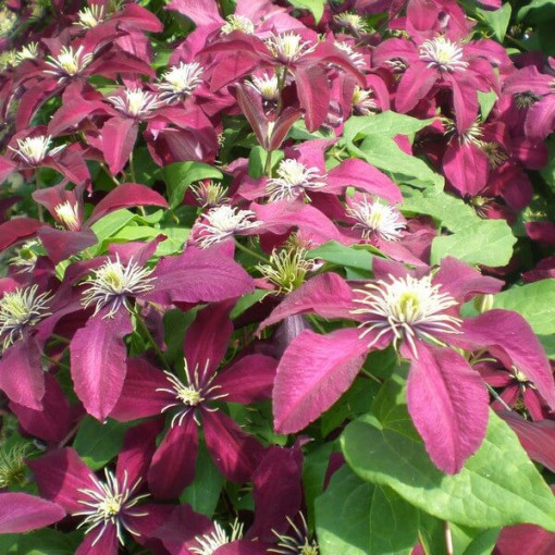 Clematis Niobe (velkokvětý) 2 l