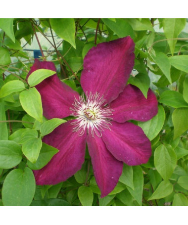 Clematis Niobe (velkokvětý) 4l