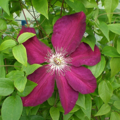 Clematis Niobe (velkokvětý) 4l