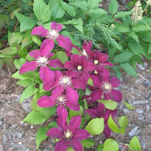 Clematis Niobe (velkokvětý) 4l