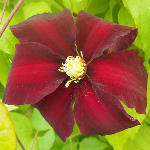 Clematis Niobe (velkokvětý) 4l