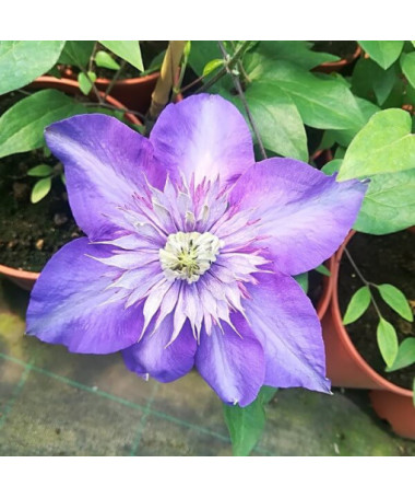 Clematis Multi Blue (velkokvětý) PLNÝ, 4 l