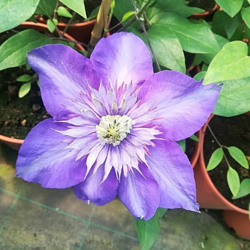 Clematis Multi Blue (velkokvětý) PLNÝ, 4 l