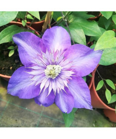 Clematis Multi Blue (velkokvětý) PLNÝ, 4 l