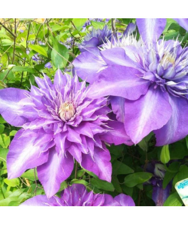 Clematis Multi Blue (velkokvětý) PLNÝ, 4 l