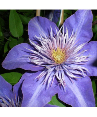 Clematis Multi Blue (velkokvětý) PLNÝ, 2l