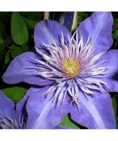 Clematis Multi Blue (velkokvětý) PLNÝ, 2l