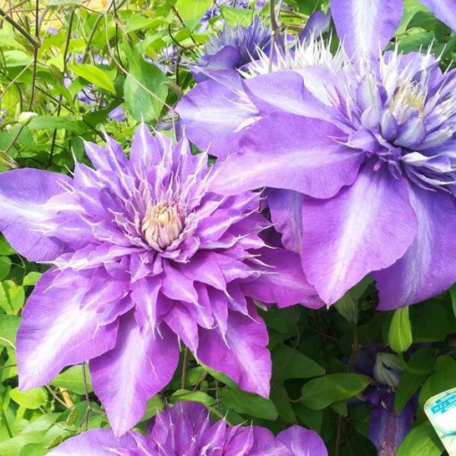 Clematis Multi Blue (velkokvětý) PLNÝ, 2l