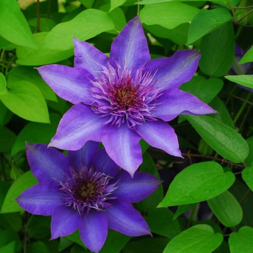 Clematis Multi Blue (velkokvětý) PLNÝ, 2l